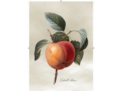 jablko světle šedá