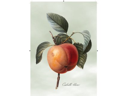 jablko světle zelená