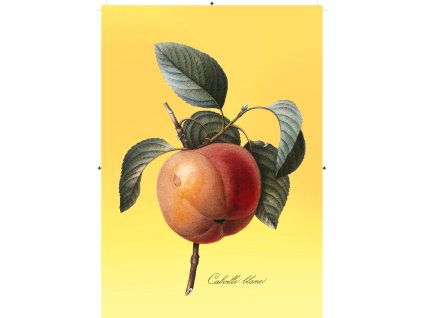 jablko žlutá