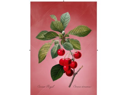 třešeň červená