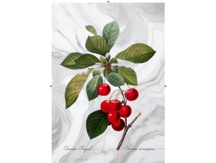 třešeň mramorová