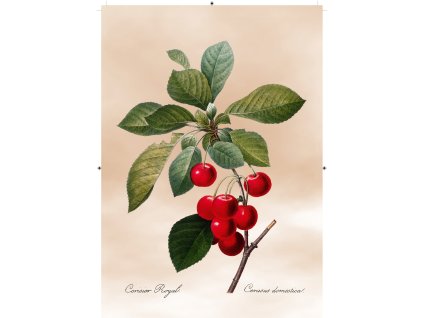 třešeň světle růžová