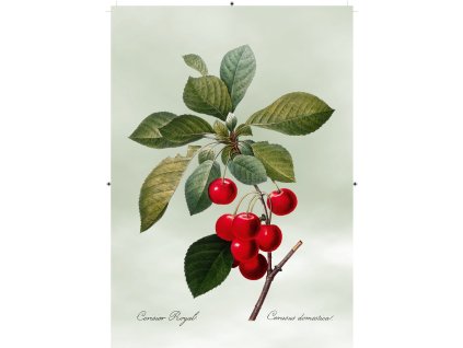 třešeň světle zelená