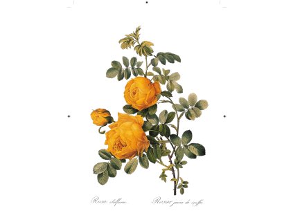 růže žlutá bílá