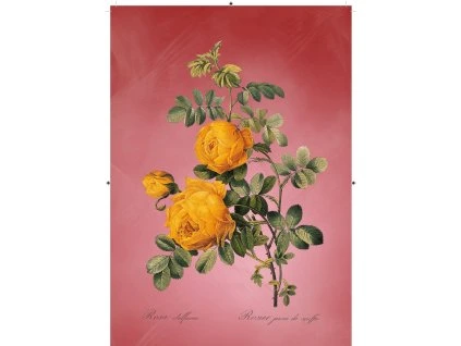 růže žlutá červená