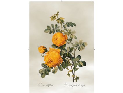 růže žlutá světle šedá