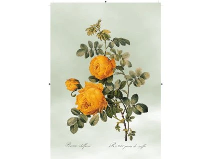 růže žlutá světle zelená