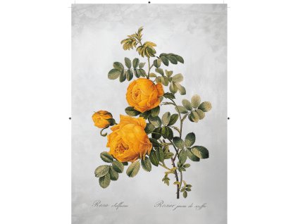 růže žlutá šedá