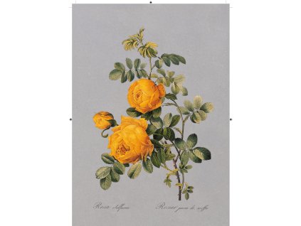 růže žlutá tmavě šedá