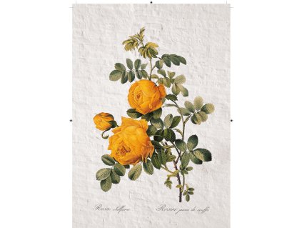 růže žlutá zděná