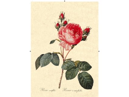 růže rudá béžová