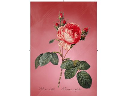 růže rudá červená