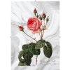 růže rudá 2 mramorová