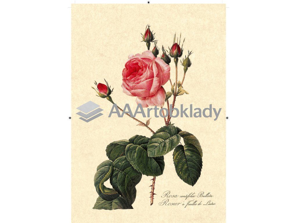 růže rudá 2 béžová