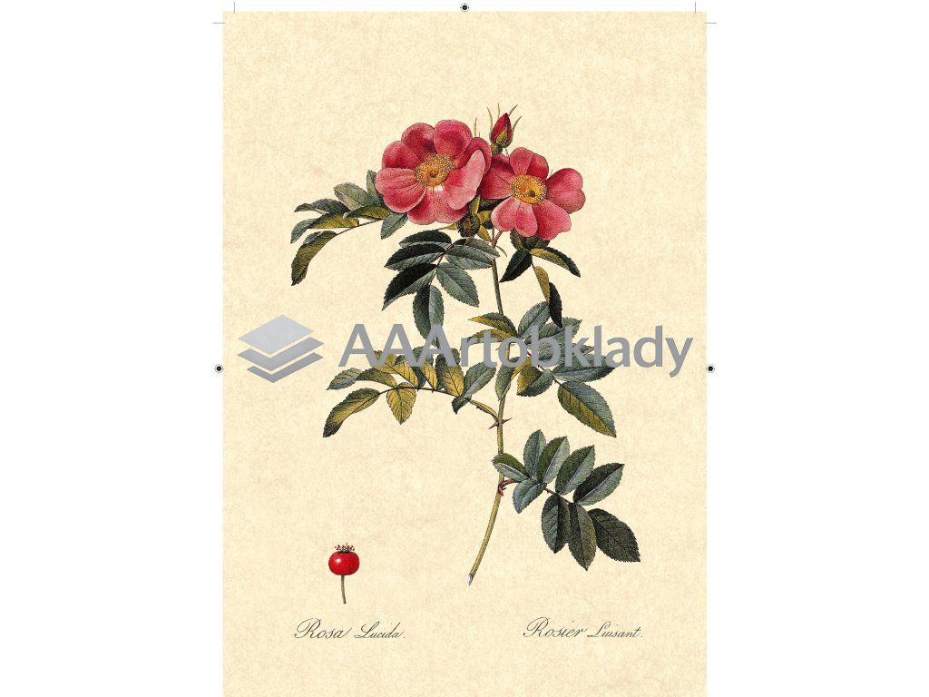 řůže šípková rudá béžová