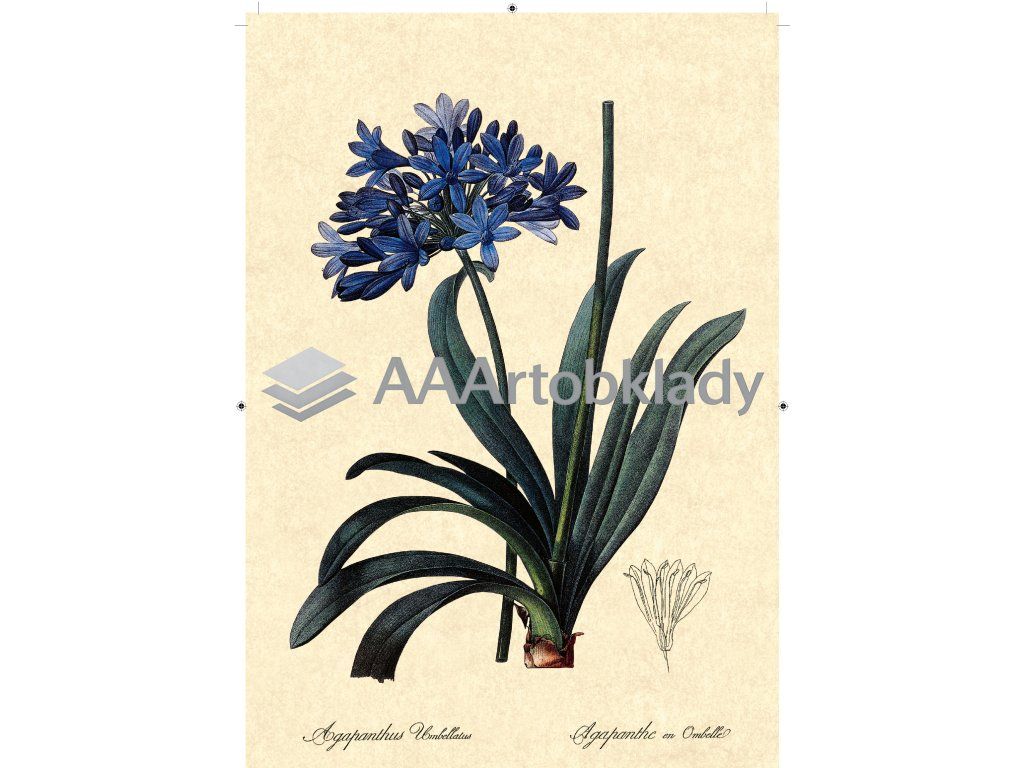 africká lilie béžová