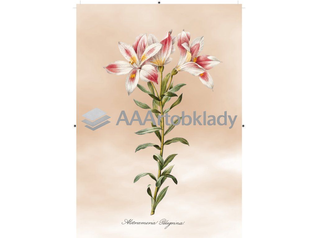 peruánská lilie světle růžová