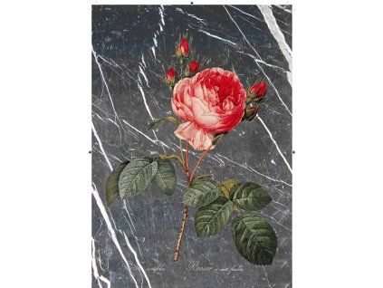 Rosa Centifolia černobílá mramorová