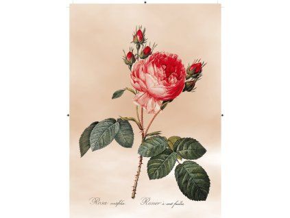 růže rudá světle růžová