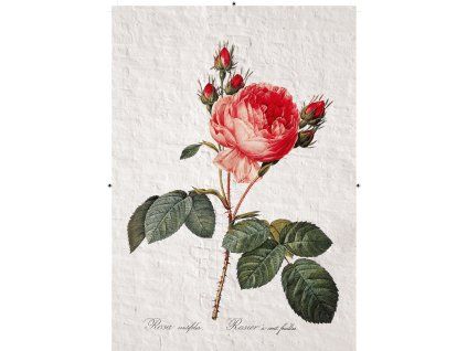 růže rudá zděná