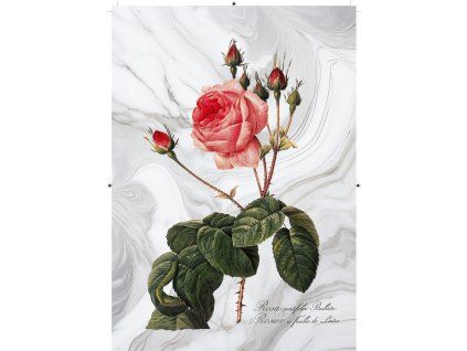 růže rudá 2 mramorová