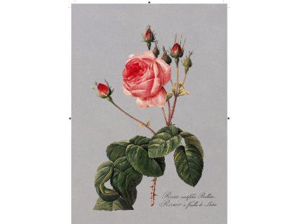 růže rudá 2 tmavě šedá
