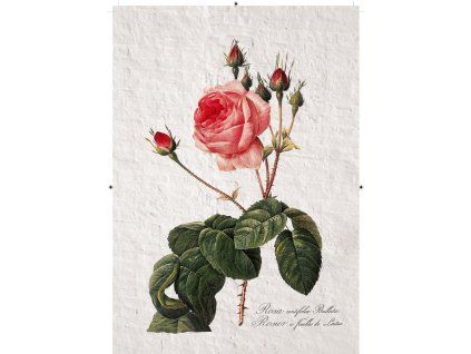 růže rudá 2 zděná