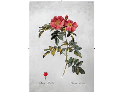 řůže šípková rudá šedá