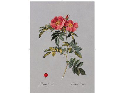 řůže šípková rudá tmavě šedá