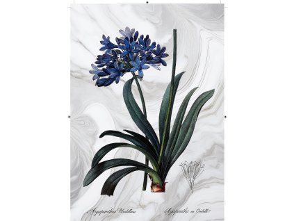 africká lilie mramorová