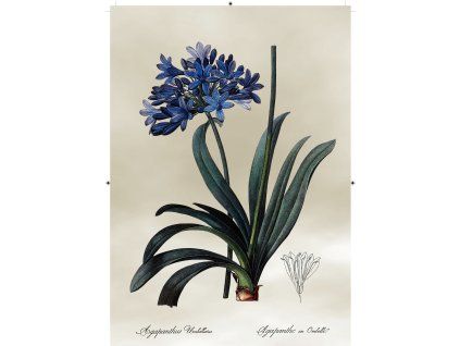 africká lilie světle šedá