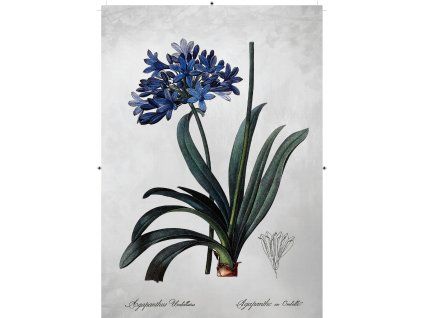 africká lilie šedá