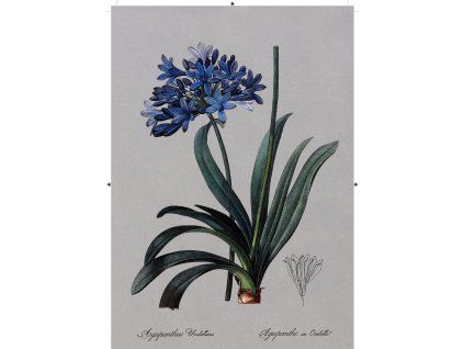 africká lilie tmavě šedá