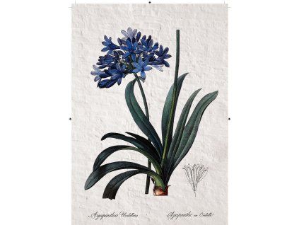 africká lilie zděná