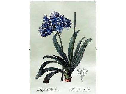 africká lilie světle zelená