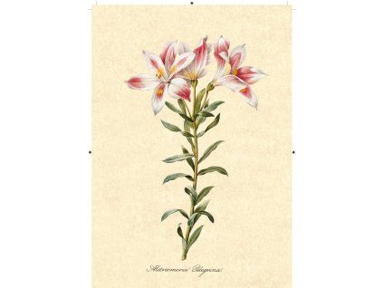 peruánská lilie béžová