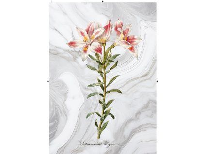 peruánská lilie mramorová