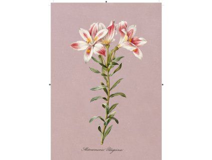 peruánská lilie růžová