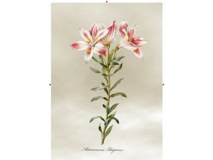 peruánská lilie světle šedá