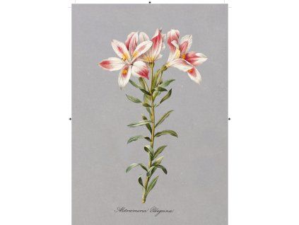 peruánská lilie tmavě šedá