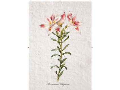 peruánská lilie zděná