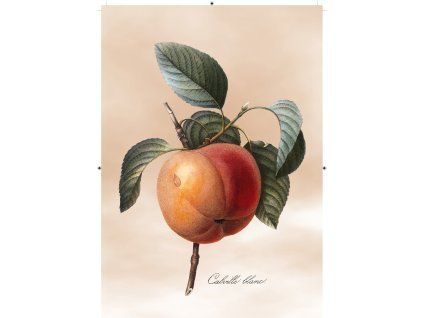 jablko světle růžová