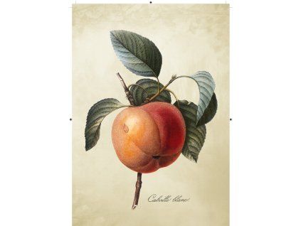 jablko světle žlutá