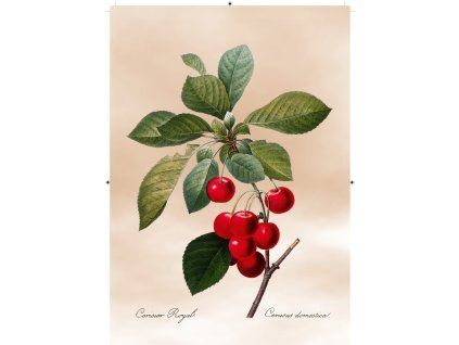 třešeň světle růžová