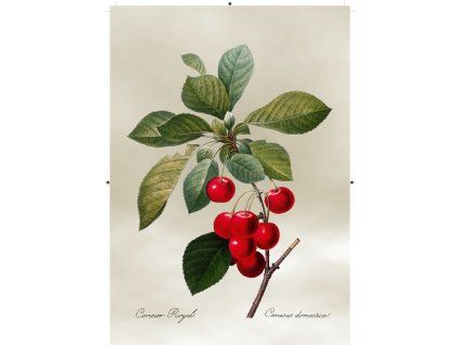 třešeň světle šedá