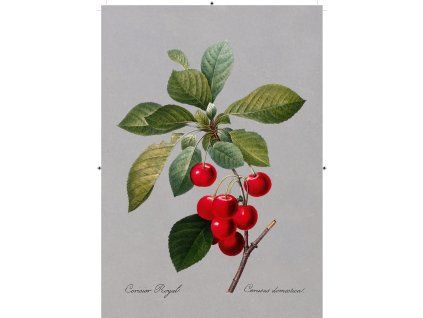 třešeň tmavě šedá