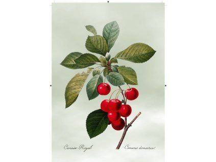 třešeň světle zelená