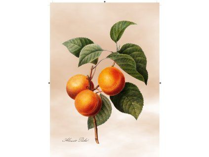 meruňka světle růžová