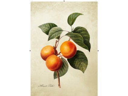 meruňka světle žlutá