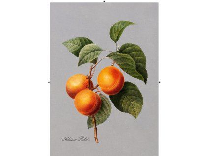 meruňka tmavě šedá